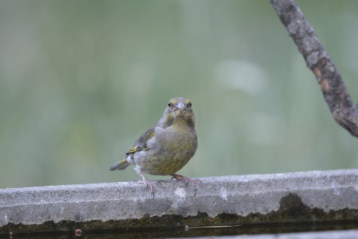 European Greenfinch - ML638285908