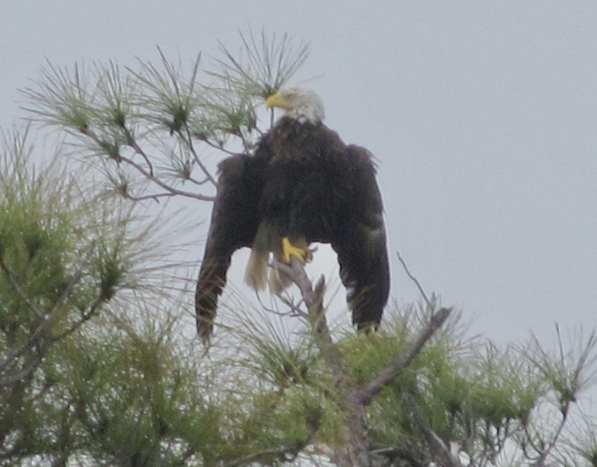 Weißkopf-Seeadler - ML638285909
