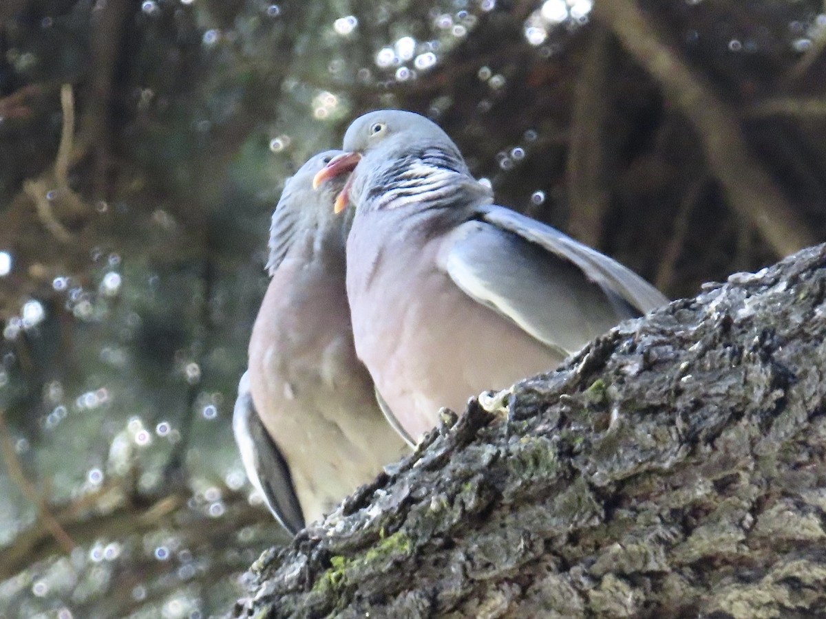 Common Wood-Pigeon - ML638285910