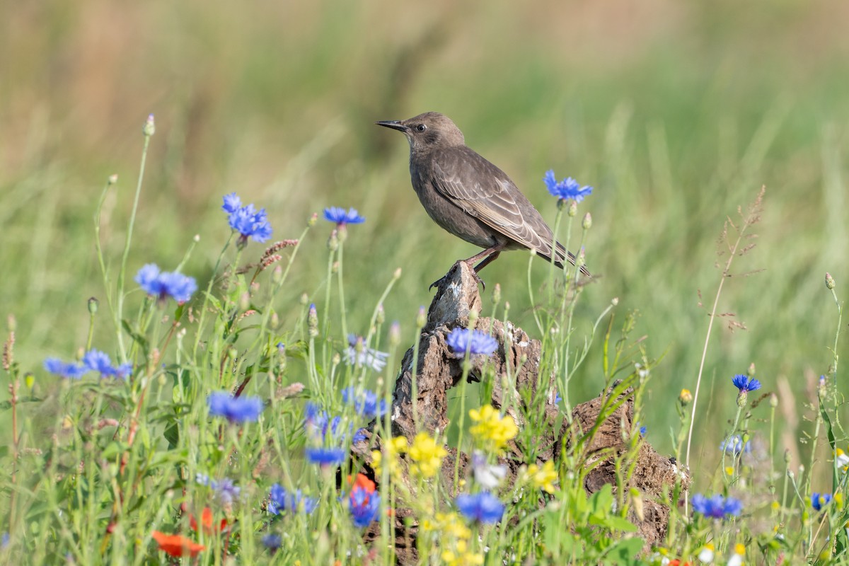 European Starling - ML638285912
