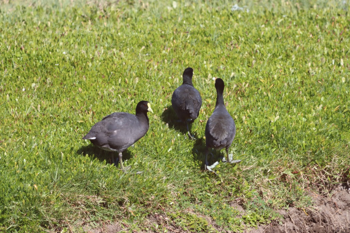 White-winged Coot - ML638285915
