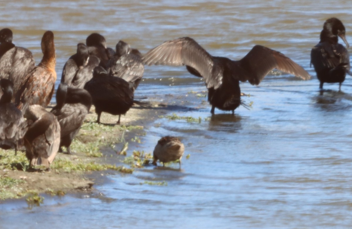 Spot-flanked Gallinule - ML638285922