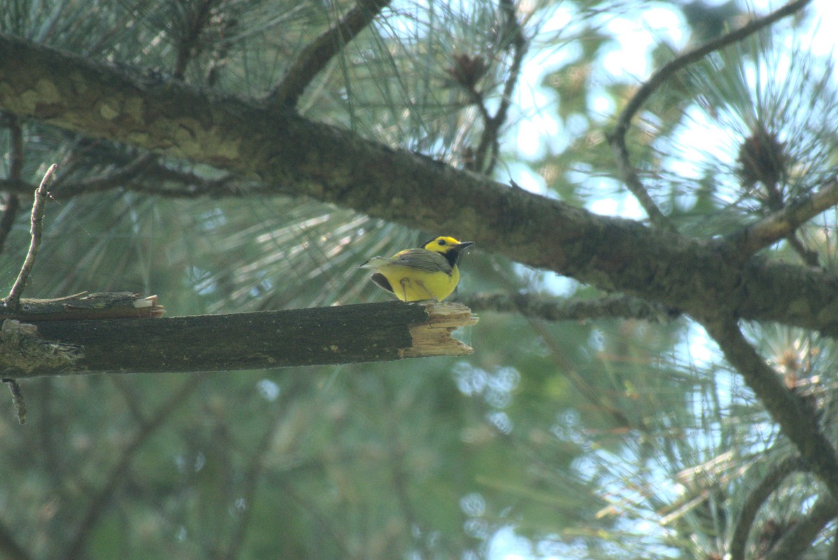 Hooded Warbler - ML638285923