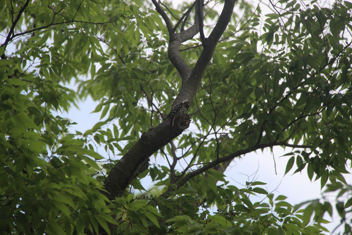 Japanese Pygmy Woodpecker - ML638285931