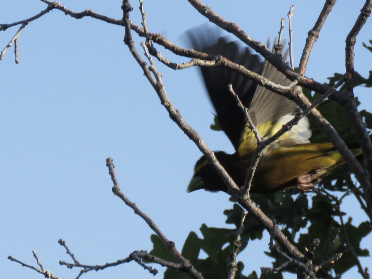 Evening Grosbeak - ML638285936