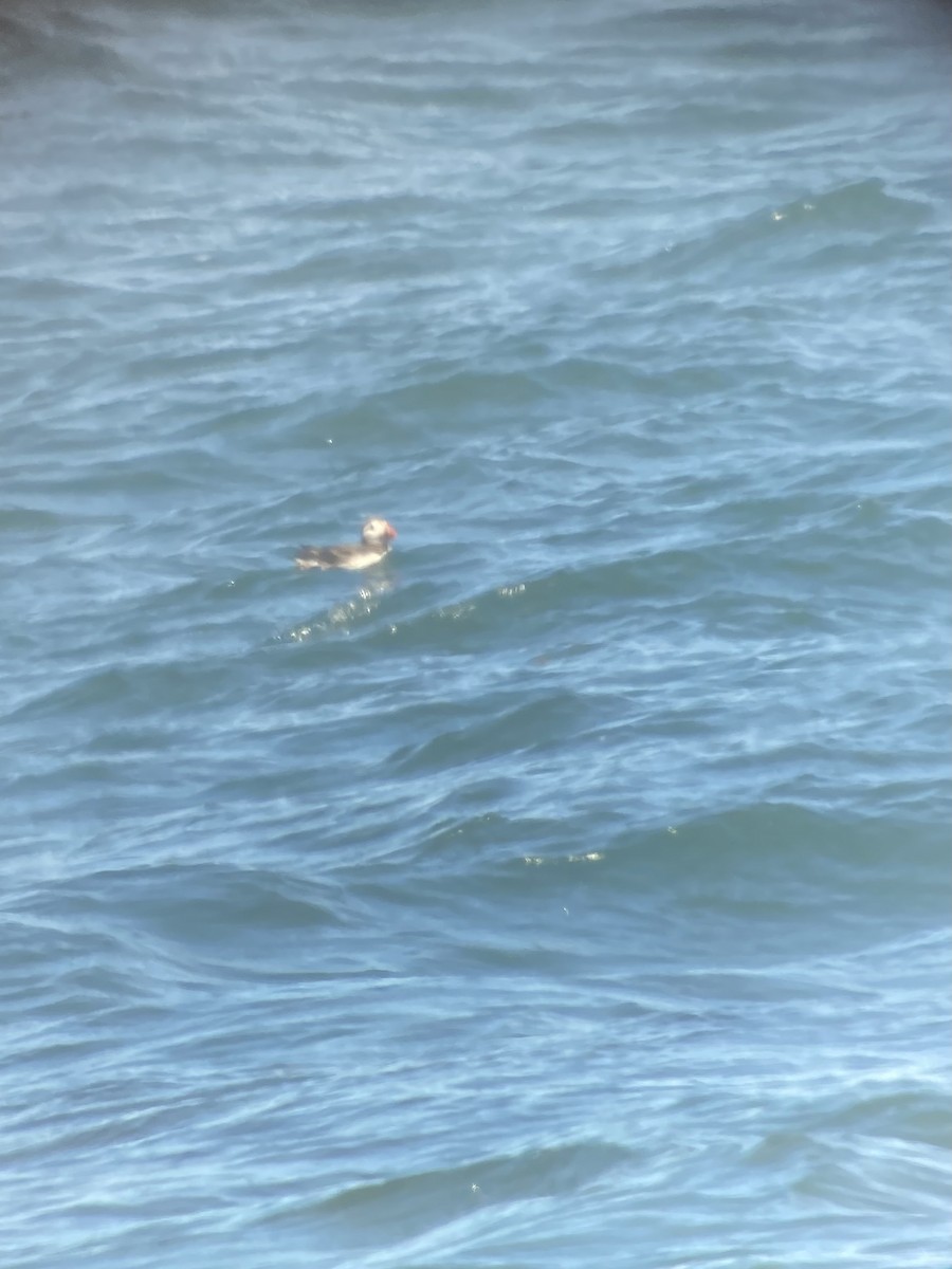 Atlantic Puffin - ML638285938