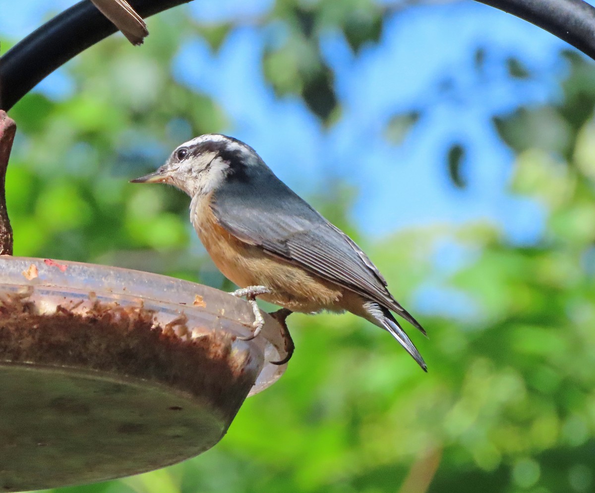 Red-breasted Nuthatch - ML638285939