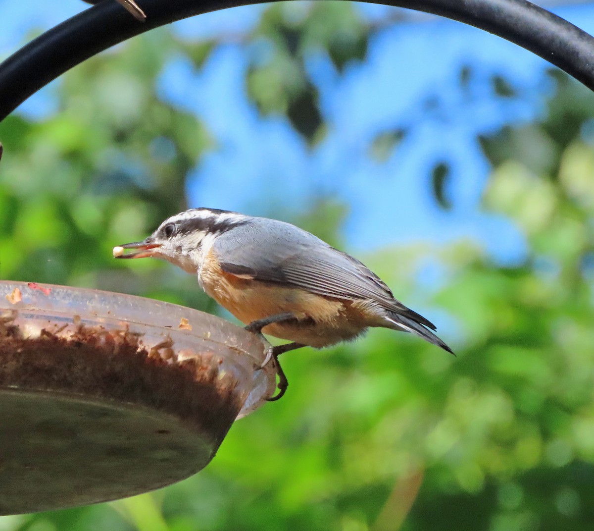 Red-breasted Nuthatch - ML638285940