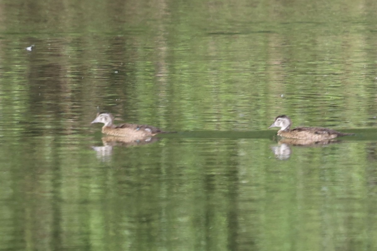 Canard branchu - ML638285941