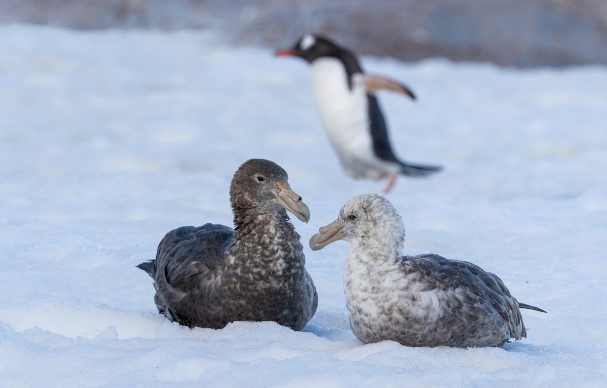 Southern Giant-Petrel - ML638285946