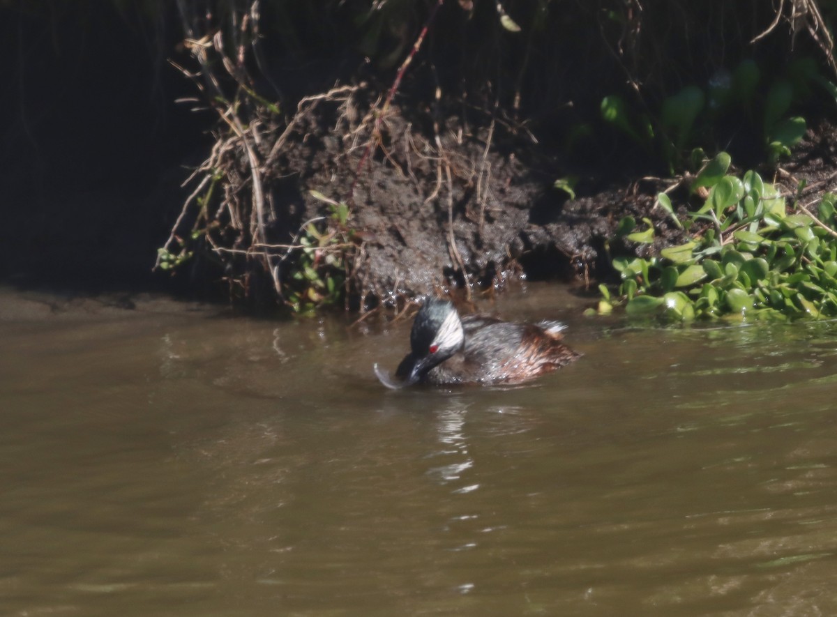 White-tufted Grebe - ML638285963
