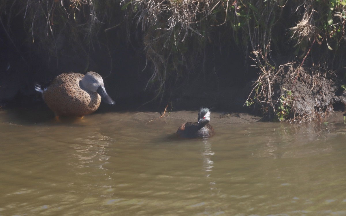 White-tufted Grebe - ML638285964