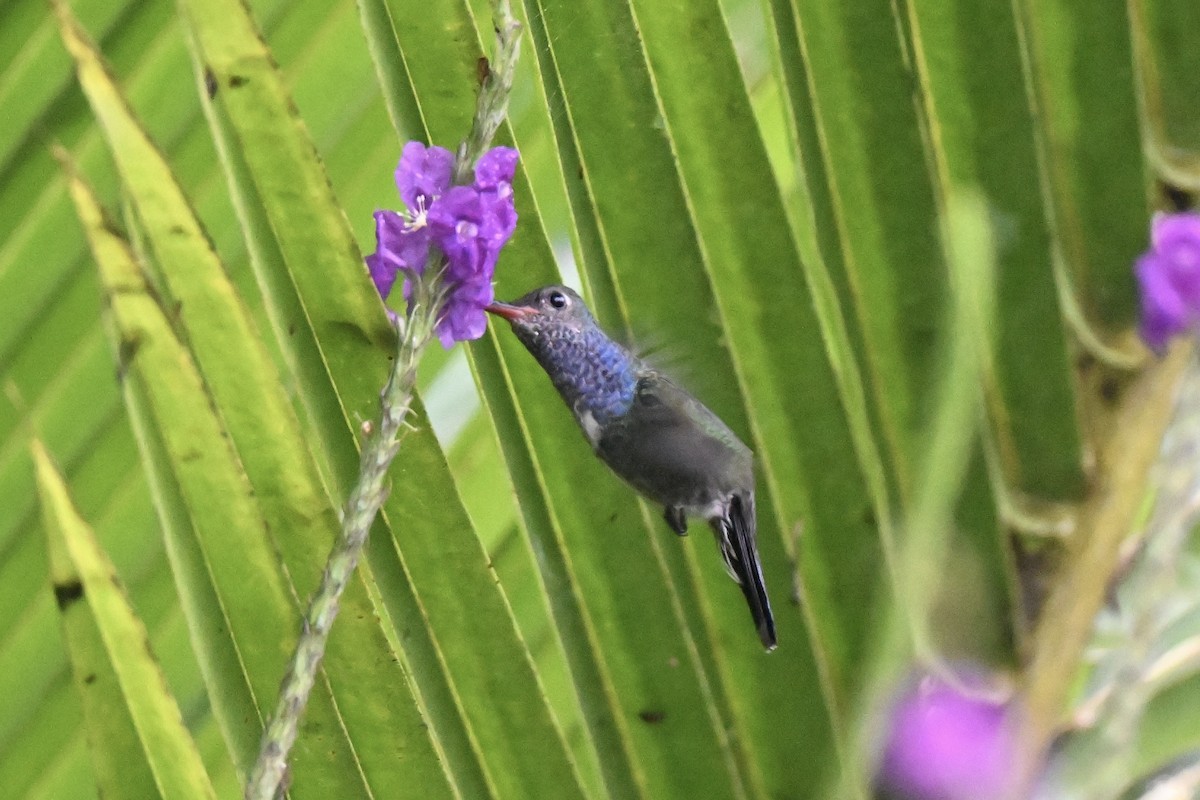 Sapphire-spangled Emerald (Spot-vented) - ML638285965