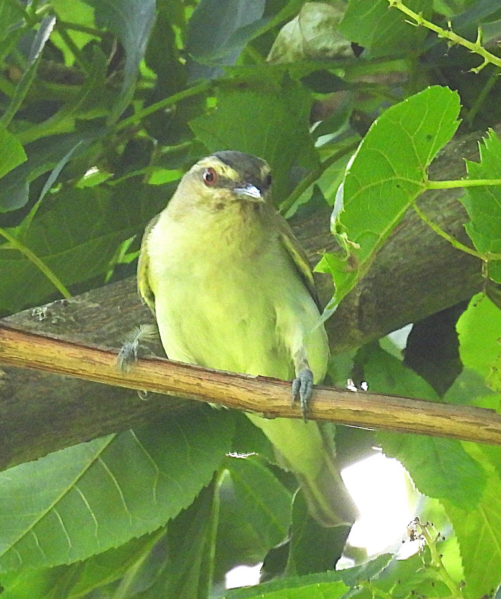 Red-eyed Vireo - ML638285972