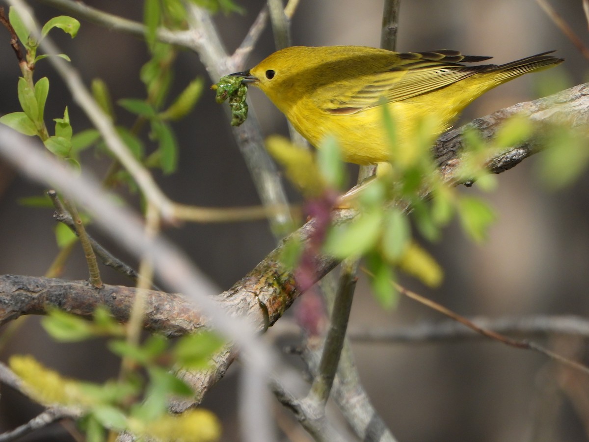 Yellow Warbler - ML638285983