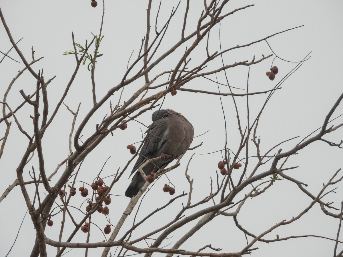 Common Wood-Pigeon - ML638285988