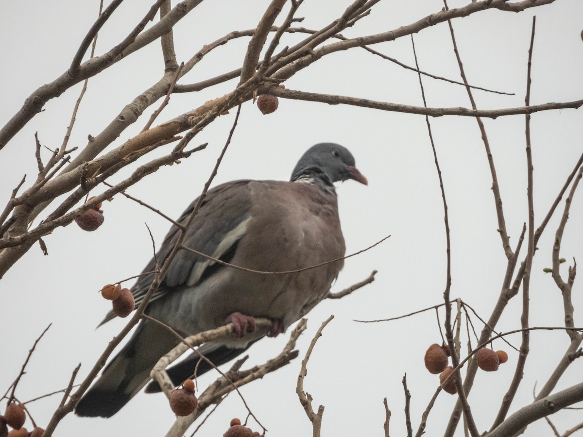 Common Wood-Pigeon - ML638285989
