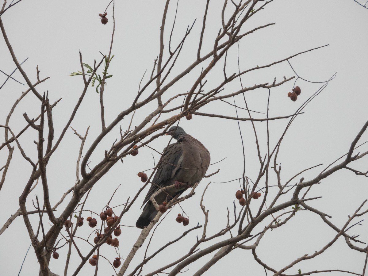 Common Wood-Pigeon - ML638285990
