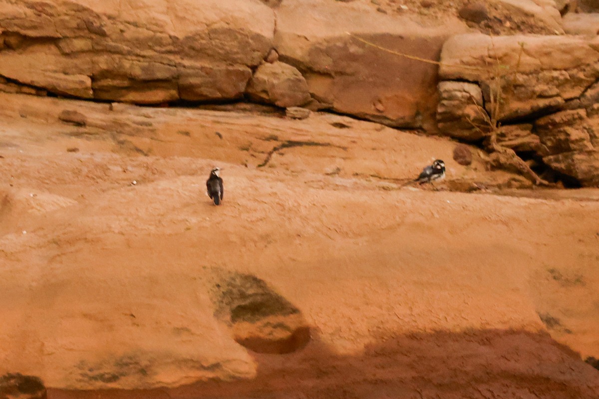 African Pied Wagtail - ML638285997