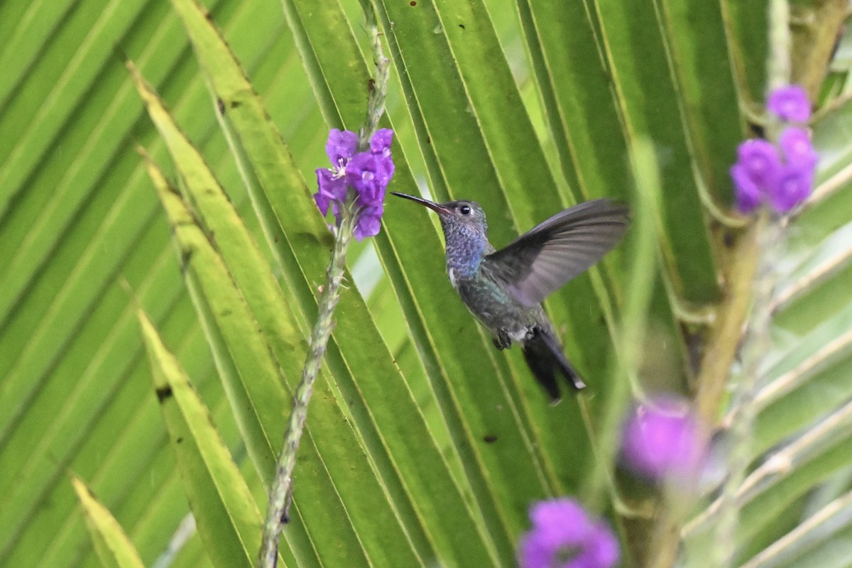 Sapphire-spangled Emerald (Spot-vented) - ML638285998