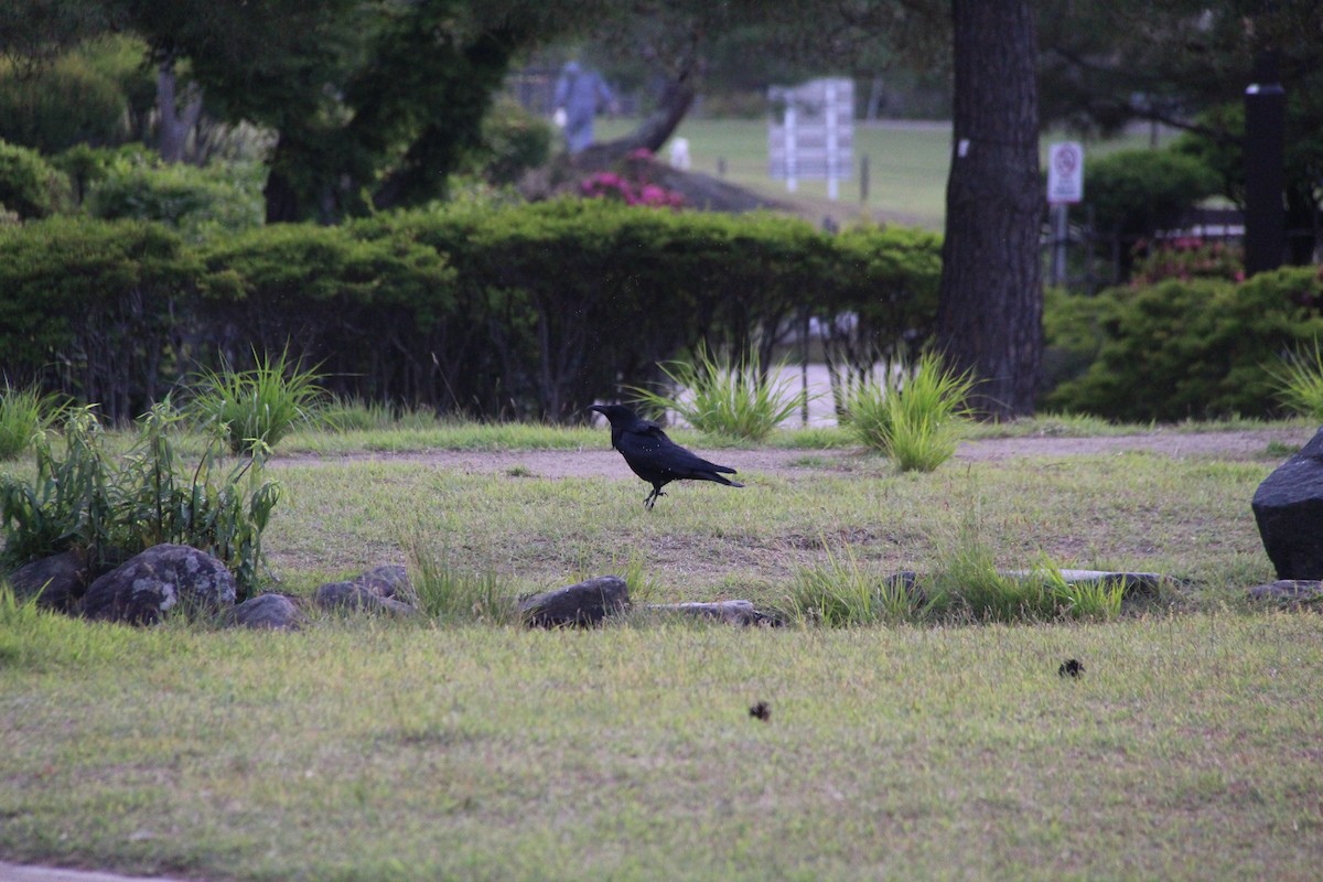 Carrion Crow - ML638286000
