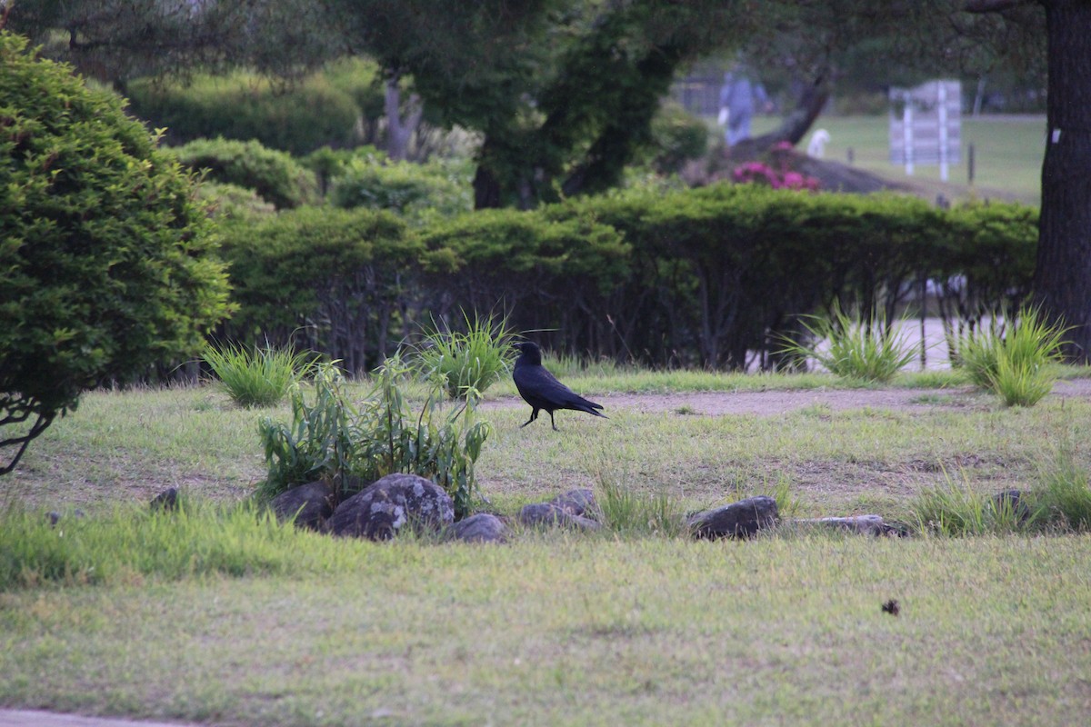 Carrion Crow - ML638286002