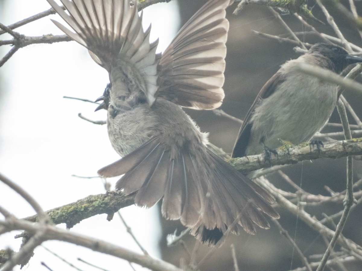 Common Bulbul - ML638286003