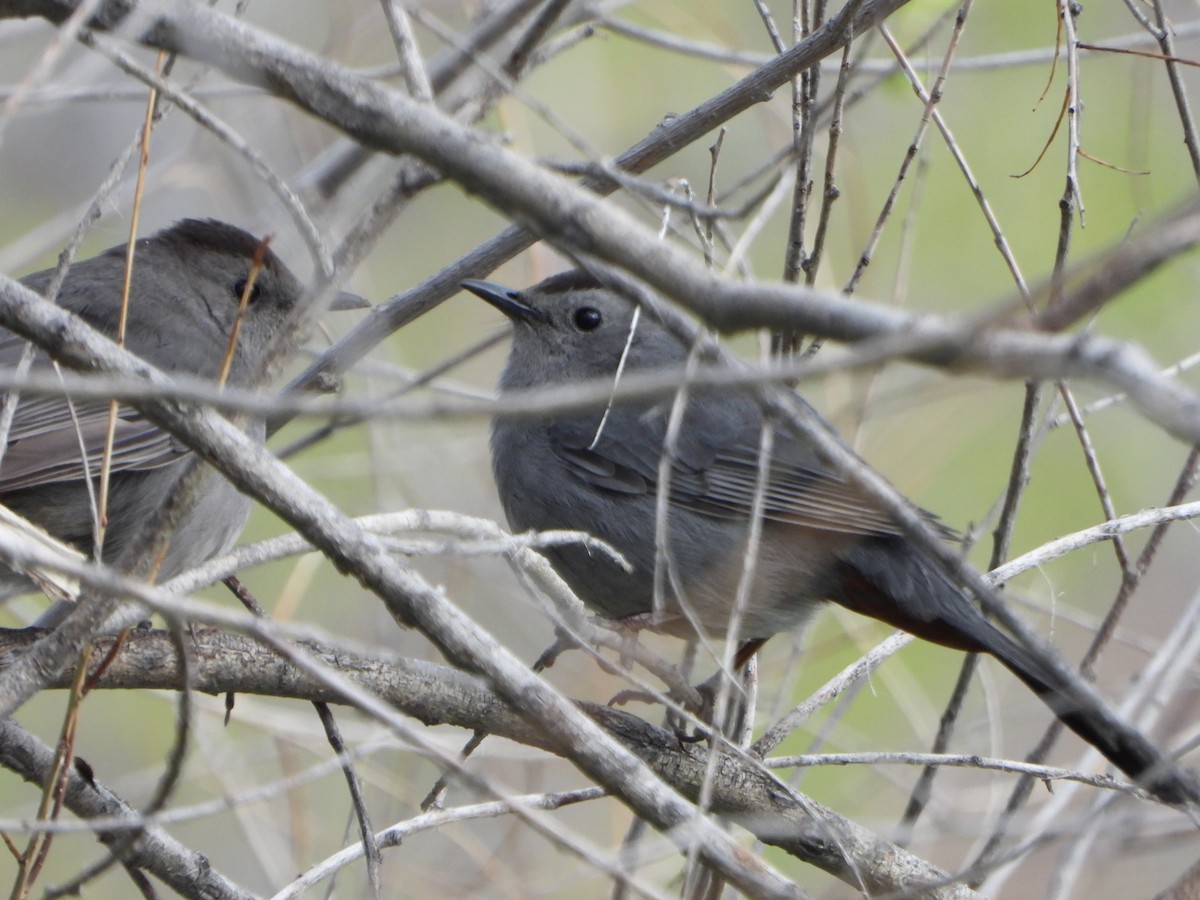 Gray Catbird - ML638286017