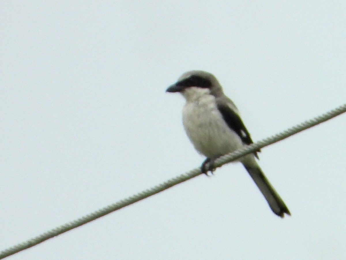 Loggerhead Shrike - ML638286023