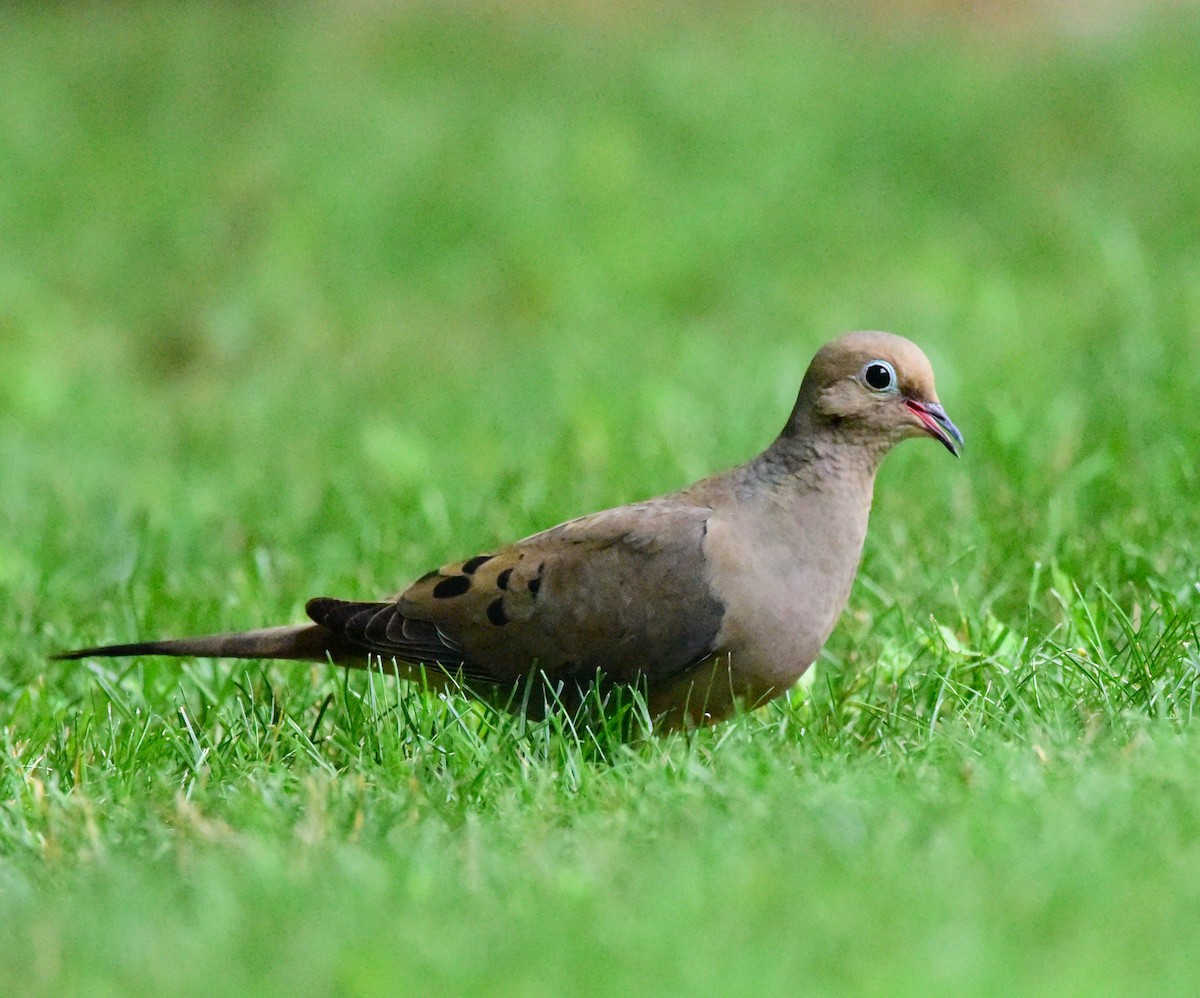 Mourning Dove - ML638286027