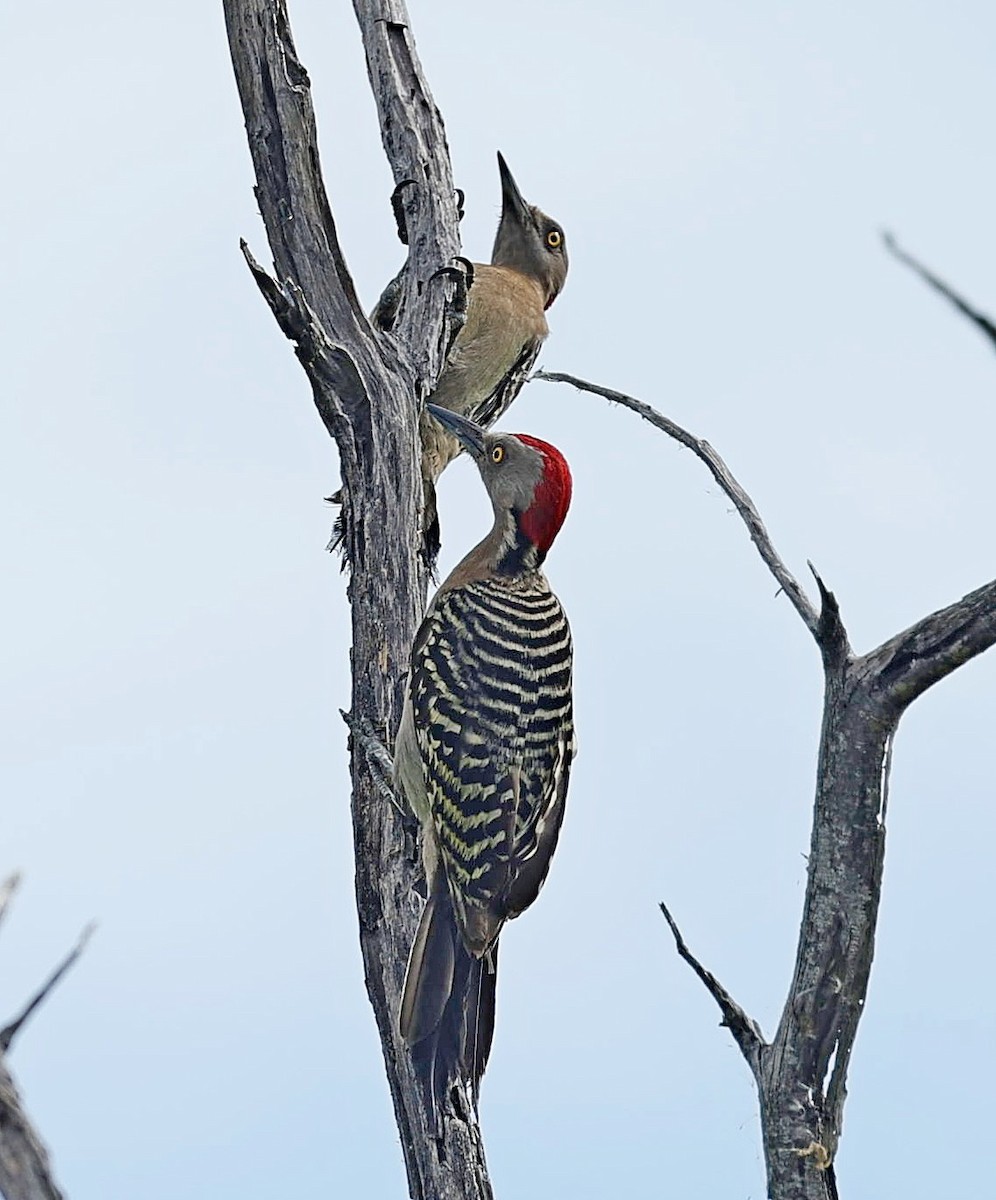 Hispaniolan Woodpecker - ML638286030