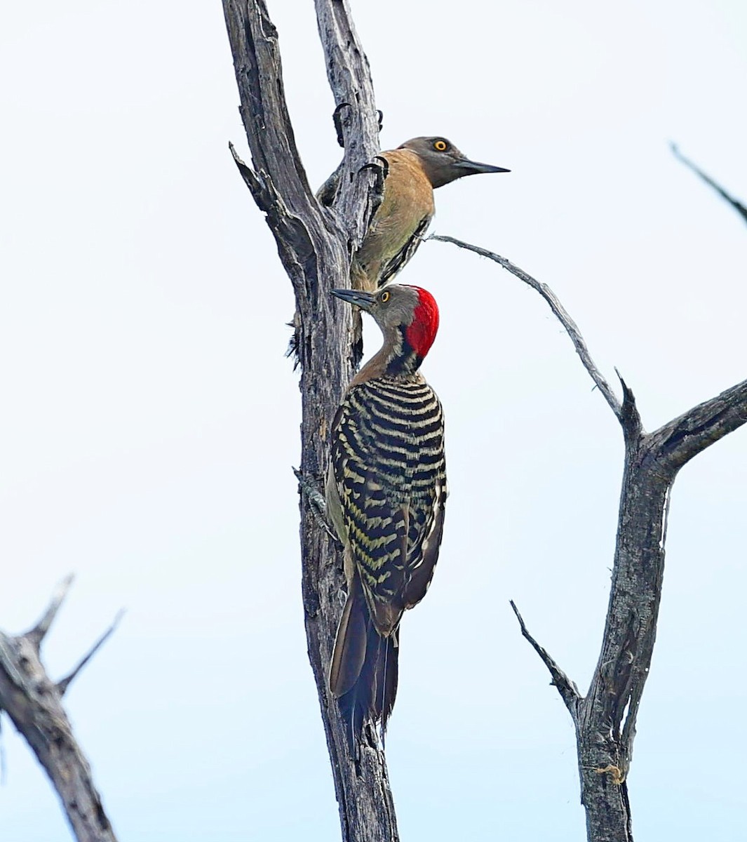 Hispaniolan Woodpecker - ML638286031