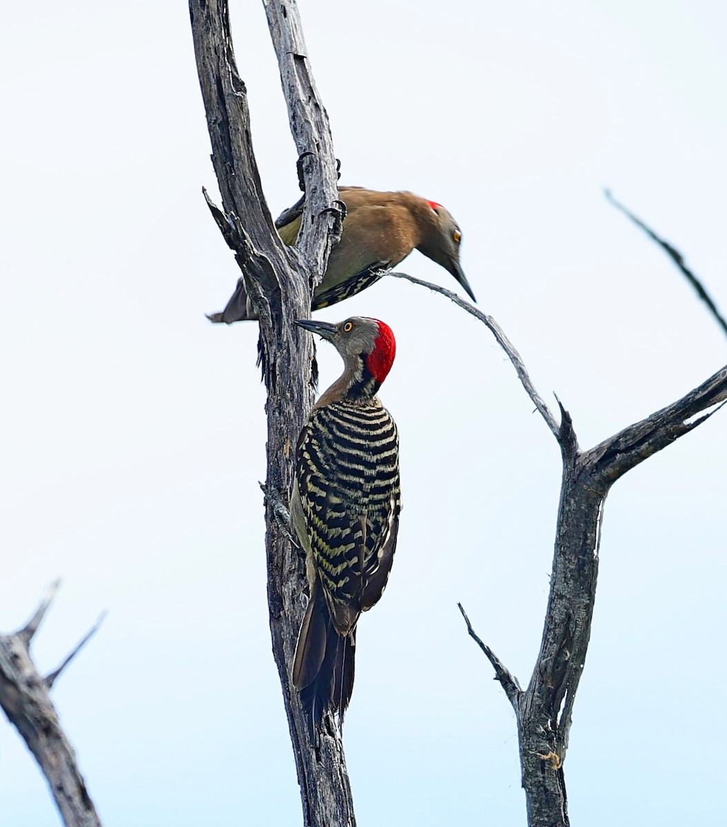 Hispaniolan Woodpecker - ML638286032