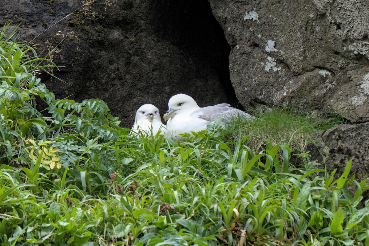 Northern Fulmar - ML638286042