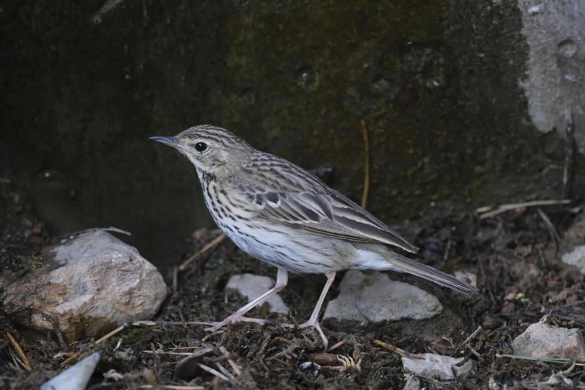 Tree Pipit - ML638286044