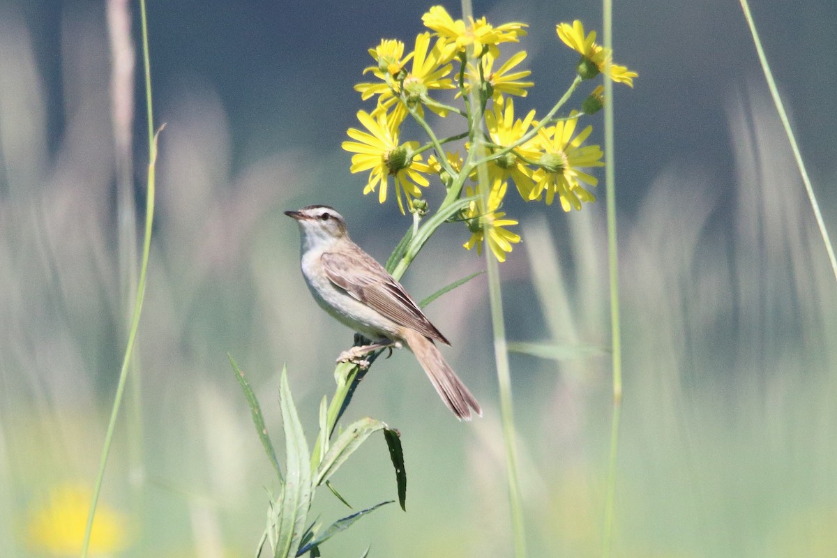 Sedge Warbler - ML638286047