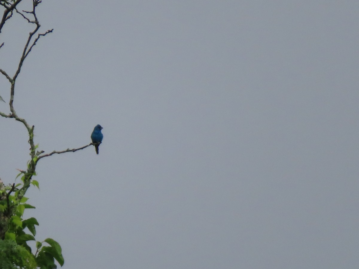 Indigo Bunting - ML638286053