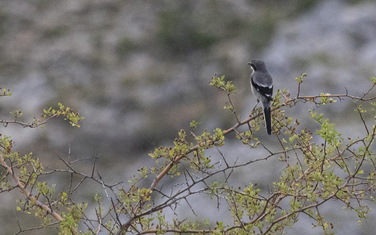 Iberian Gray Shrike - ML638286056