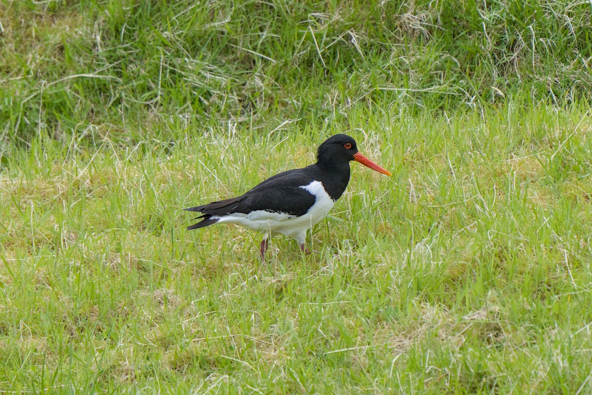 Eurasian Oystercatcher - ML638286058