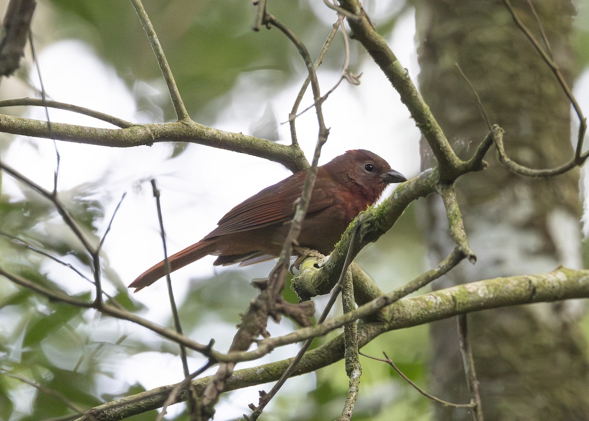 Red-crowned Ant-Tanager (Red) - ML638286065