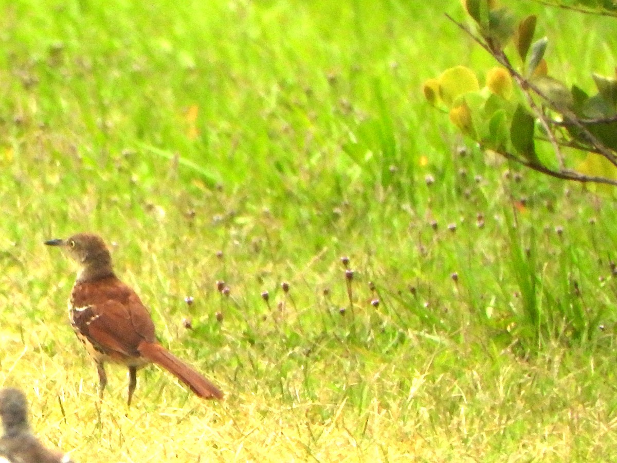 Brown Thrasher - ML638286067