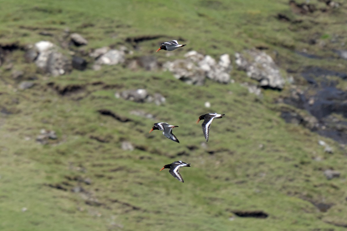 Eurasian Oystercatcher - ML638286068