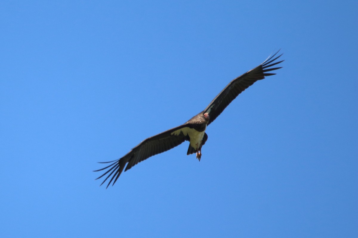 Black Stork - ML638286084