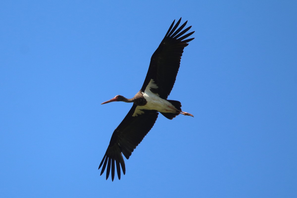 Black Stork - ML638286085