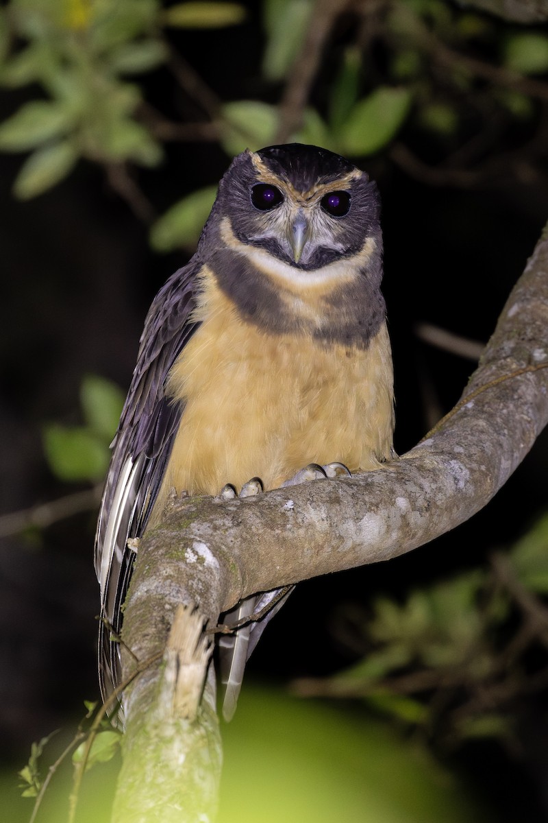 Tawny-browed Owl - ML638286093
