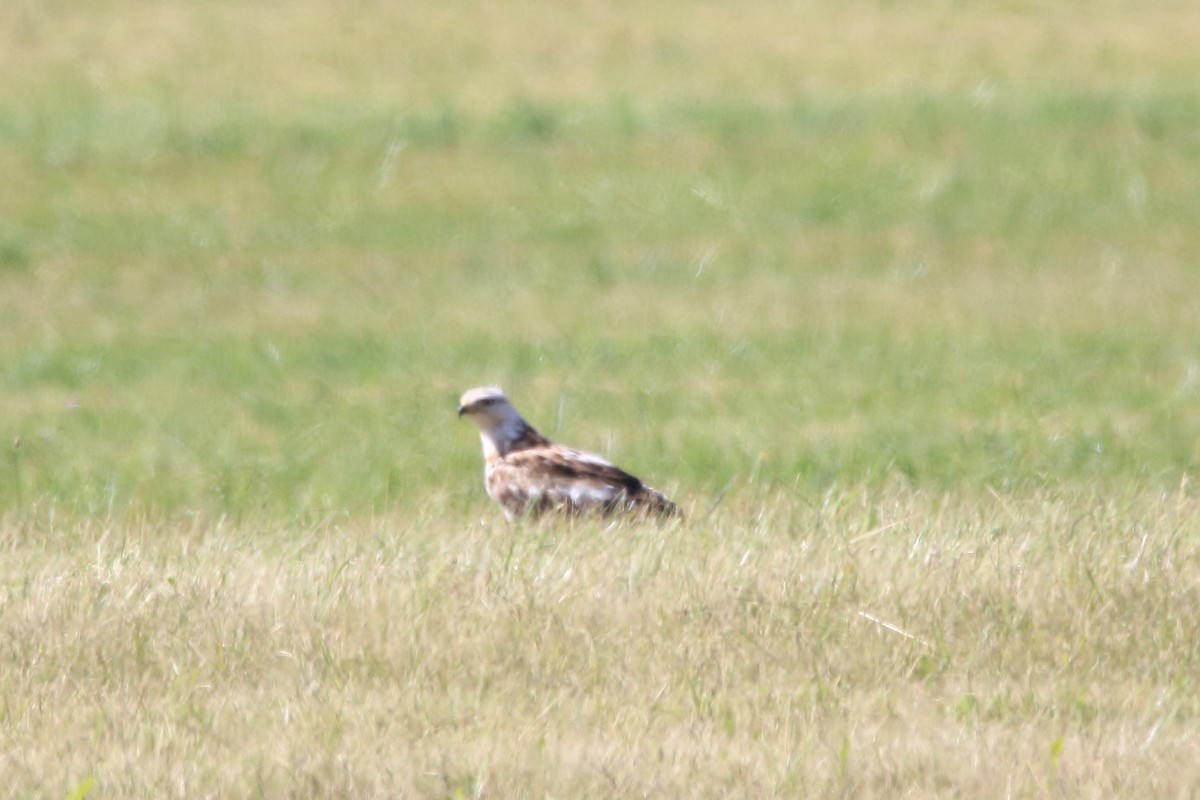 Common Buzzard - ML638286095