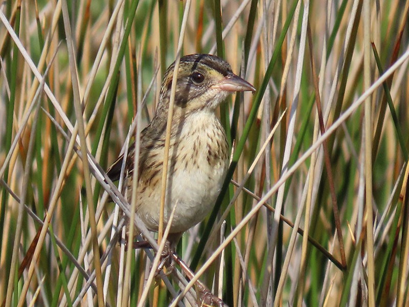 Seaside Sparrow - ML638286096