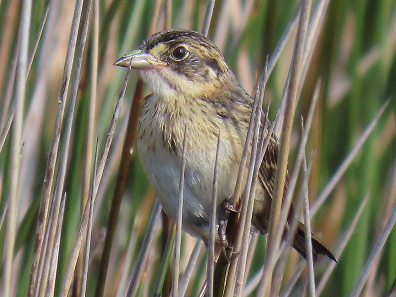 Seaside Sparrow - ML638286097