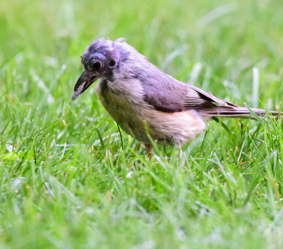 Tufted Titmouse - ML638286099
