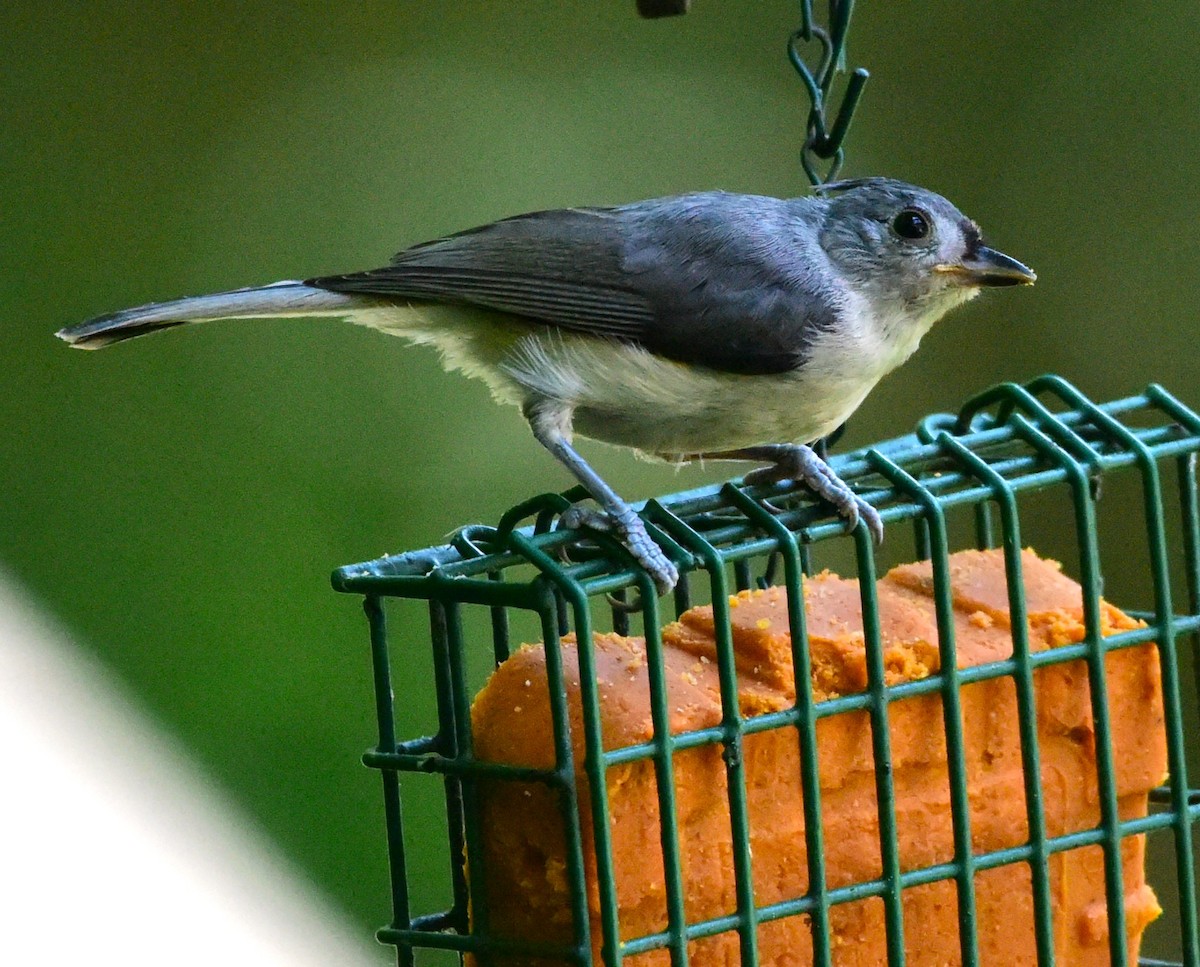 Tufted Titmouse - ML638286100